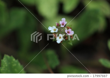 It seems that the use of natural plant Iwadare lesou, desert greening and prevention of red soil outflow in Okinawa seems to be studied 17997887