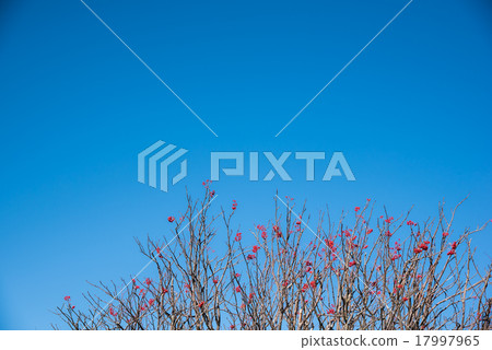 The red fruit of Rana nanakamado shining in the blue sky 17997965