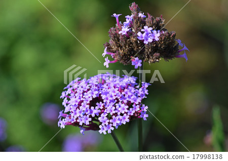 Yanagi Hanagasa（Yanagi-kasa） 17998138