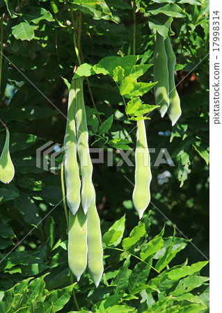 Snowflake's fruit 17998314