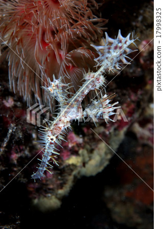 Nagare Kanzashi and Nishiki Fulai Wow 17998325