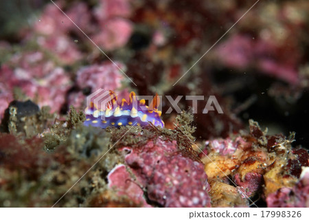 Small Mia Mila Umi Small Mia Mila Umi 17998326