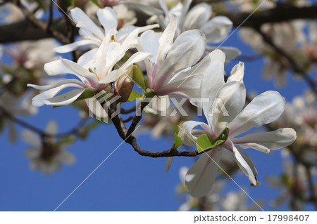 Spring flowering white magnolia closeup horizontal 17998407