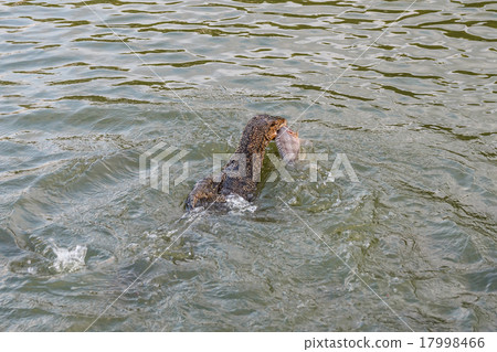 Monitor lizard hunting fish. 17998466