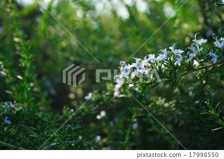 Rosemary	 17998550