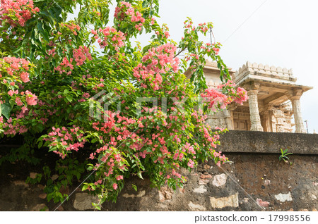 Indian Chiturugal Bougainvillea and Jain Temple Indian Chiturugal Bougainvillea and Jain Temple 17998556