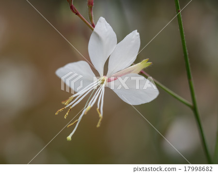 Pretty and beautiful white butterfly grass 17998682