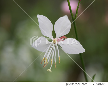 Pretty and beautiful white butterfly grass 17998683