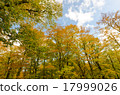Beech virgin forest Autumn leaves Okutane water forest beech virgin forest Okutone 17999026