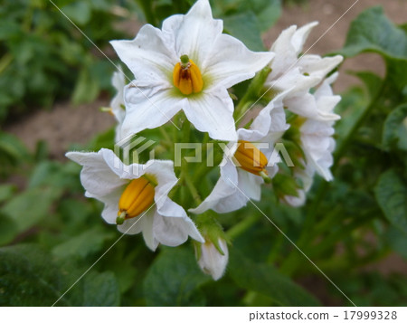 馬鈴薯花 馬鈴薯花 17999328