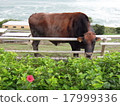 Cow he met in Miyazaki 17999336