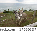 Asses I met in Miyazaki 17999337