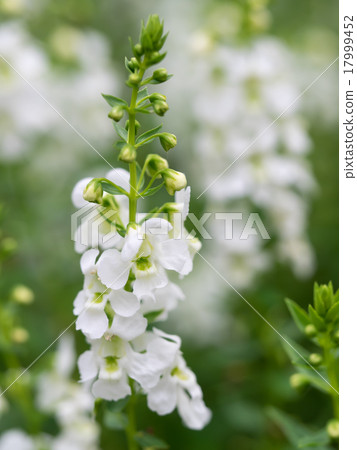 White angelonia in the flower bed 17999452