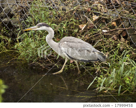 Waterfowl (bluefin tuna), walking 17999458