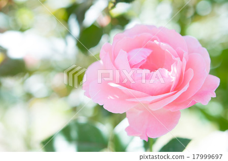 羅斯（伊麗莎白女王） 17999697