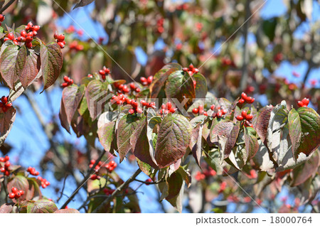  Dogwood fruit 18000764