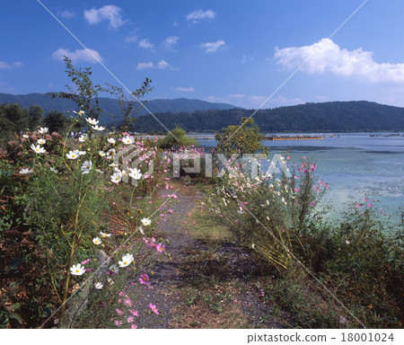 Yogo Lake和Cosmos Blooming Lakeshore Promenade(對面的Mugigatori)/滋賀縣長濱市 Yogo Lake和Cosmos Blooming Lakeshore Promenade(對面的Mugigatori)/滋賀縣長濱市 18001024