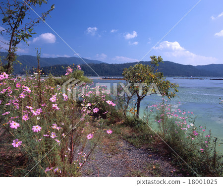 Yogo Lake和Cosmos Blooming Lakeshore Promenade(對面的Mugigatori)/滋賀縣長濱市 Yogo Lake和Cosmos Blooming Lakeshore Promenade(對面的Mugigatori)/滋賀縣長濱市 18001025