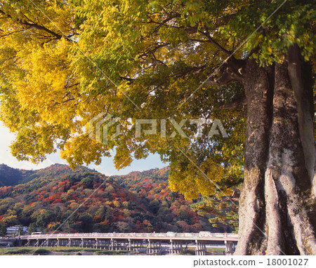 嵐山在京都和渡月橋“日本100橋”的秋葉 18001027