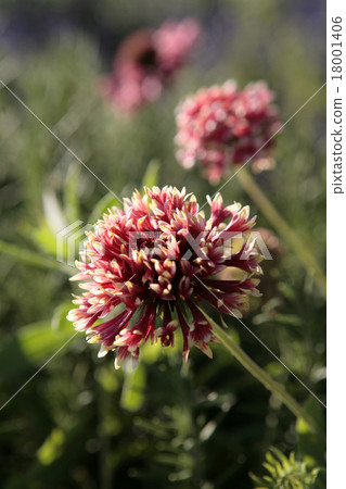 Gairar Ludia · Sunburst Gairar Ludia · Sunburst 18001406