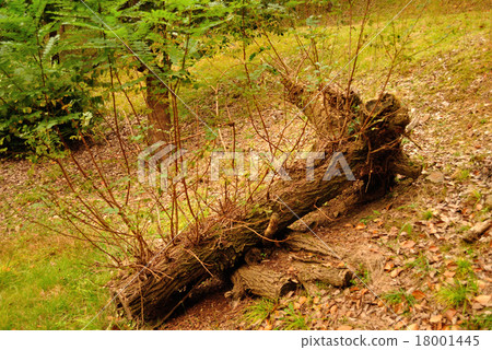 A fallen tree update A fallen tree update 18001445