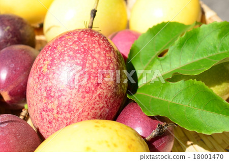 百香果收穫♪ 18001470