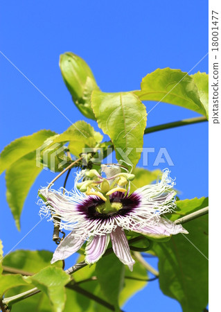 百香果的開花♪ 18001477