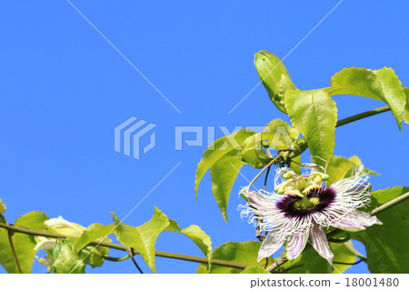 百香果的開花♪ 18001480