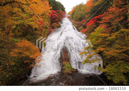 Yu fall foliage 18001510