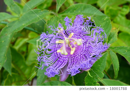 香開花♪ 18001788