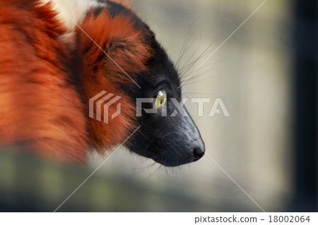 紅臉紅狐猴 18002064