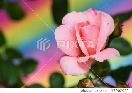 粉紅玫瑰濕雨彩虹回來 粉紅玫瑰濕雨彩虹回來 18002065