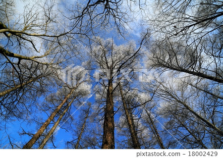 Misaka山·Mikata Futami落葉松森林的迷霧冰 Misaka山·Mikata Futami落葉松森林的迷霧冰 18002429