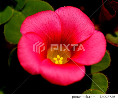 Fly caterpillar Fly caterpillar 18002786