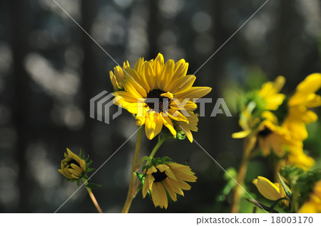 葵花 18003170