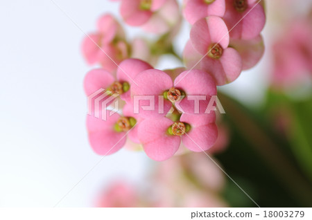 Hanakilin Hanakilin 18003279