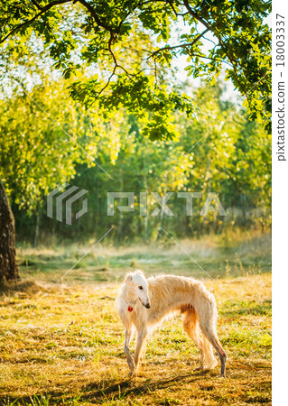 White Russian Dog, Borzoi, Hunting dog in Summer 18003337