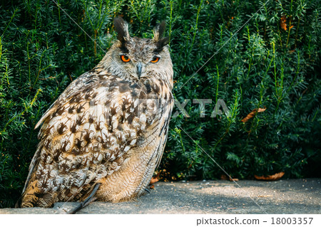 The Eurasian eagle-owl is a species of eagle-owl 18003357