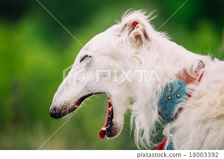 White Russian Wolfhound Dog, Borzoi, Russian 18003392