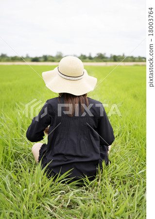 Close up back of Female farmer sitting among rice 18003764