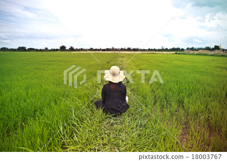 Female farmer sitting among rice fields 18003767