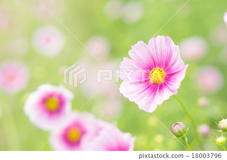 宇宙（日之丸） 18003796