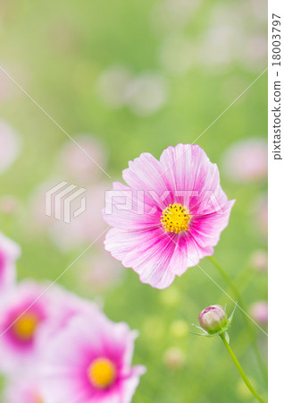 宇宙（日之丸） 18003797