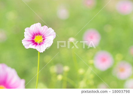 宇宙（日之丸） 18003798