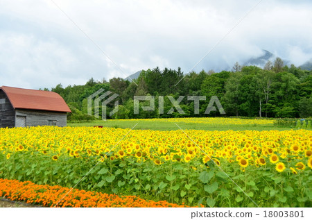 Furano flower garden 18003801