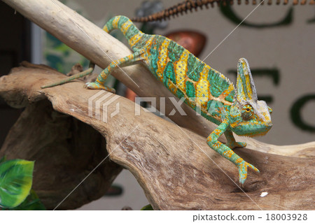 Eboshi chameleon 18003928