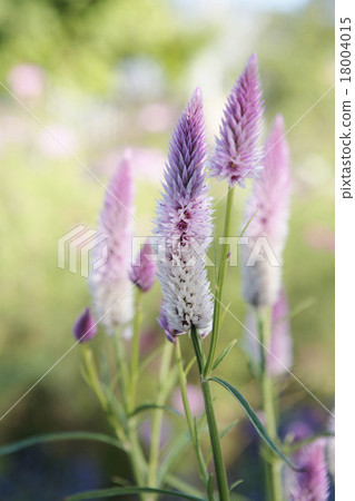 Wild chicken head Wild chicken head 18004015