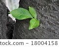 發芽的葉子 18004158