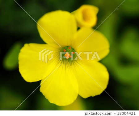 Fly caterpillar Fly caterpillar 18004421