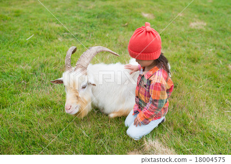 Girls touching goats 18004575